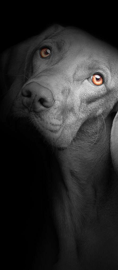 A close-up portrait of a cute black puppy with bright, soulful eyes against a solid... Blackview WAVE 10 free wallpaper