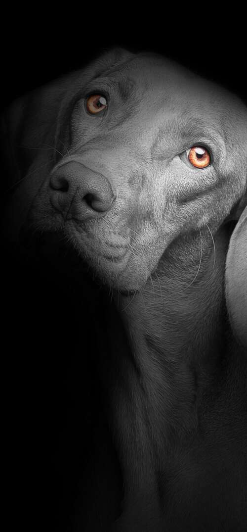 A close-up portrait of a cute black puppy with bright, soulful eyes against a solid... UmiDigi Umidigi X background images hd