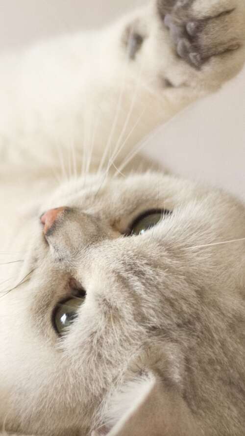 A close-up portrait of a cute, fluffy white kitten with bright eyes. lava Play Max cell phone backgrounds free