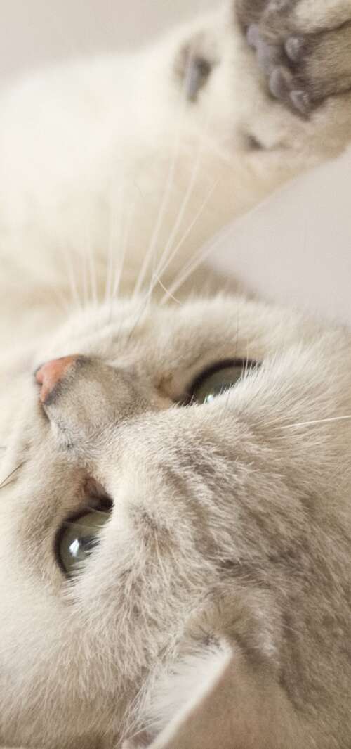 A close-up portrait of a cute, fluffy white kitten with bright eyes. high definition wallpaper