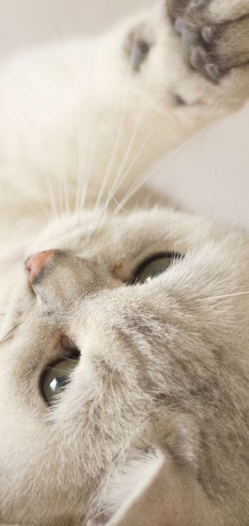 A close-up portrait of a cute, fluffy white kitten with bright eyes. Oppo A6s background images hd
