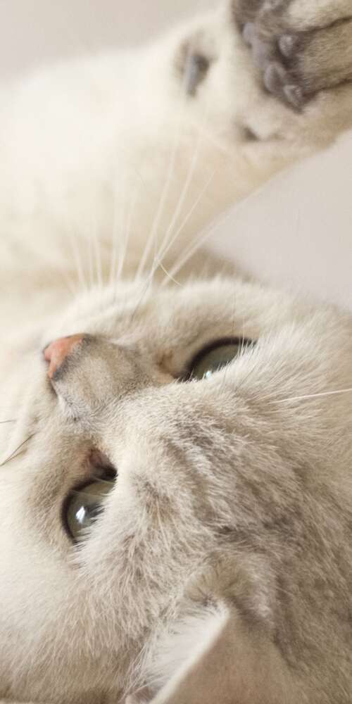 A close-up portrait of a cute, fluffy white kitten with bright eyes. Doogee Fire 3 Pro wallpaper download