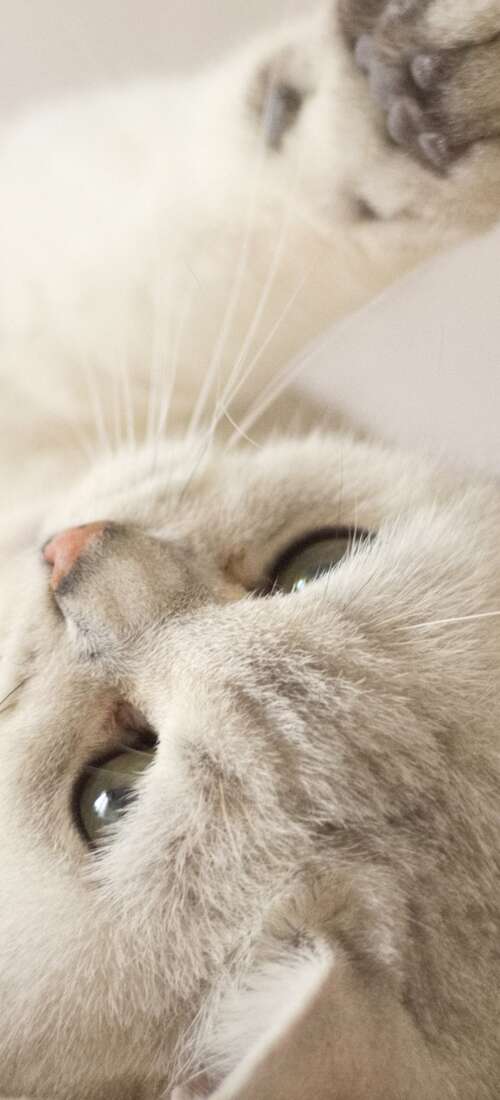 A close-up portrait of a cute, fluffy white kitten with bright eyes. Honor Magic8 wallpapers for android