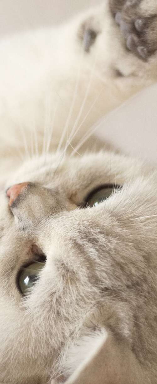 A close-up portrait of a cute, fluffy white kitten with bright eyes. Meizu Note 16 free background