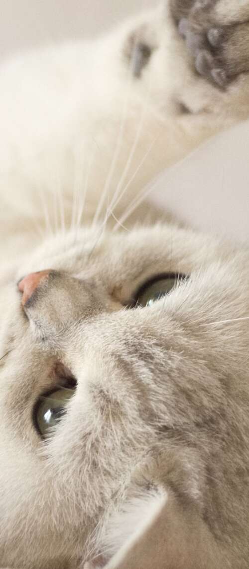 A close-up portrait of a cute, fluffy white kitten with bright eyes. Blackview WAVE 10