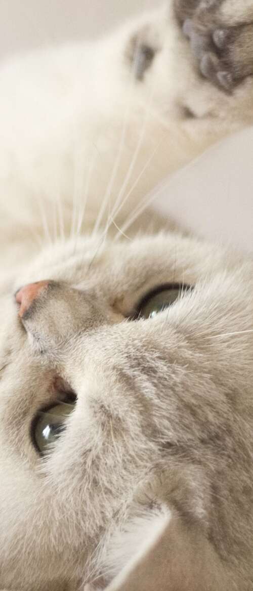 A close-up portrait of a cute, fluffy white kitten with bright eyes. Motorola Razr Fold lock screen wallpaper
