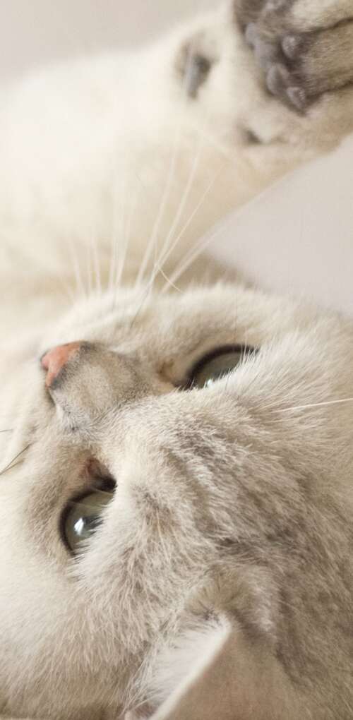 A close-up portrait of a cute, fluffy white kitten with bright eyes. Huawei Mate 30 Pro high definition wallpaper