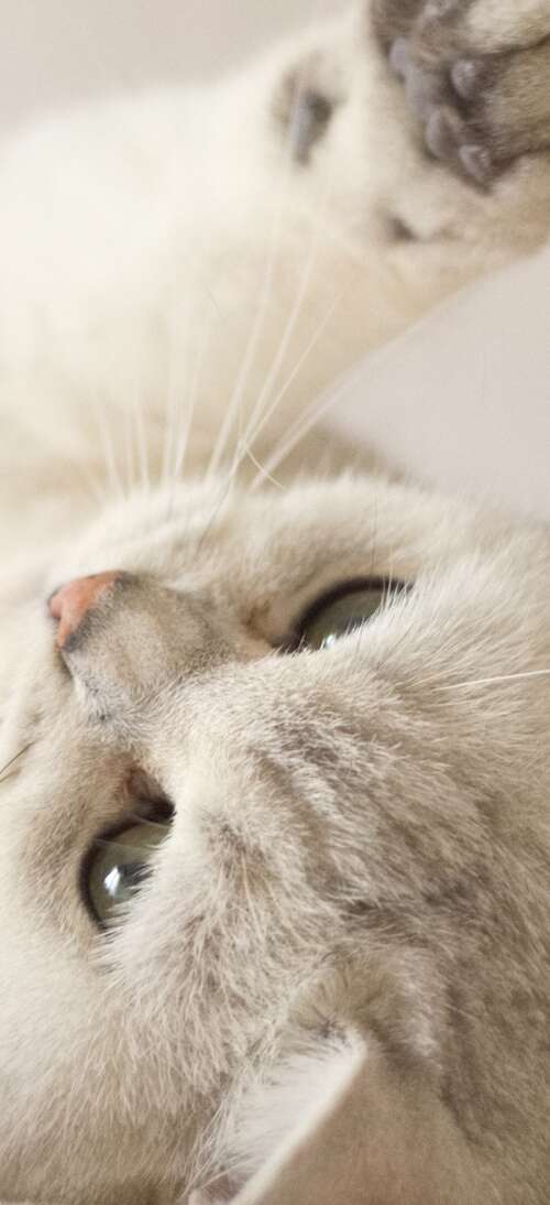 A close-up portrait of a cute, fluffy white kitten with bright eyes. Oppo A6 Max cell phone backgrounds free