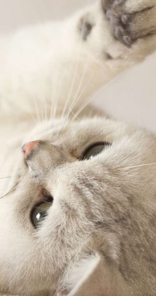A close-up portrait of a cute, fluffy white kitten with bright eyes. Sharp Aquos C10 high definition wallpaper