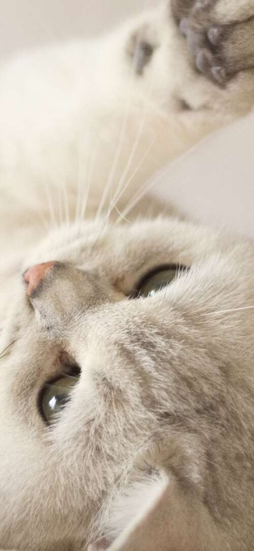 A close-up portrait of a cute, fluffy white kitten with bright eyes. Samsung Galaxy M17 5G free wallpaper