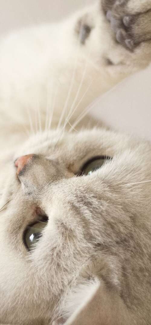 A close-up portrait of a cute, fluffy white kitten with bright eyes. Samsung Galaxy S26 Ultra wallpaper
