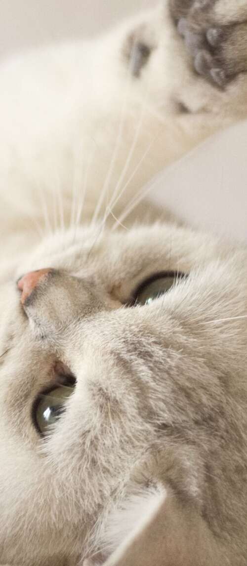 A close-up portrait of a cute, fluffy white kitten with bright eyes. Xiaomi Redmi 14C 5G cell phone backgrounds free