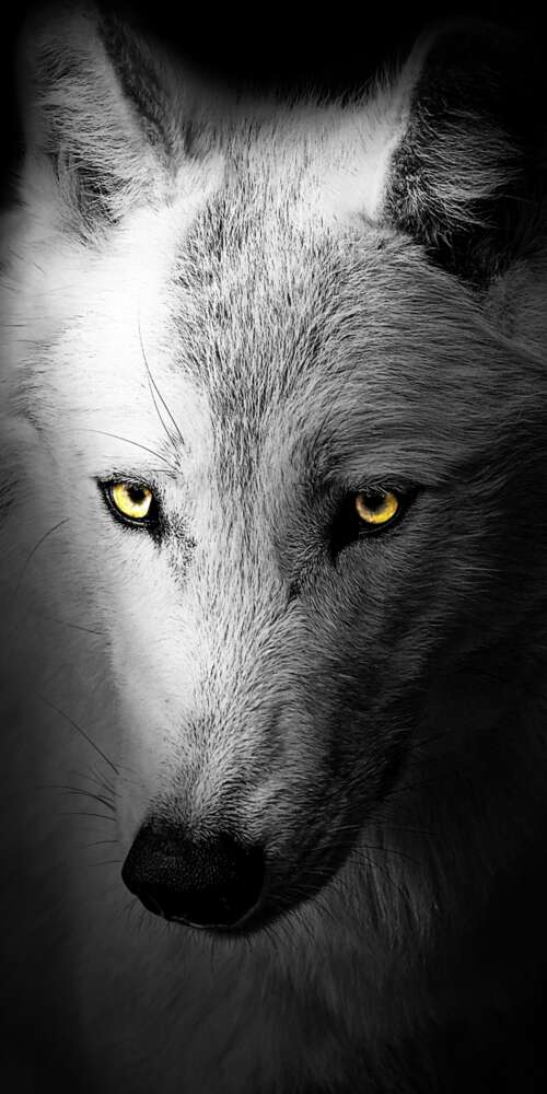 A detailed close-up of a wild wolf's face against a solid black background. Doogee Fire 3 Pro download free wallpaper for phone