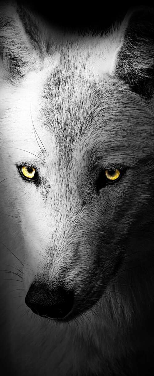A detailed close-up of a wild wolf's face against a solid black background.