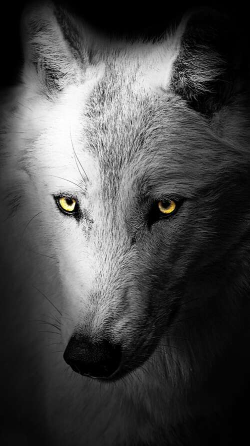 A detailed close-up of a wild wolf's face against a solid black background.