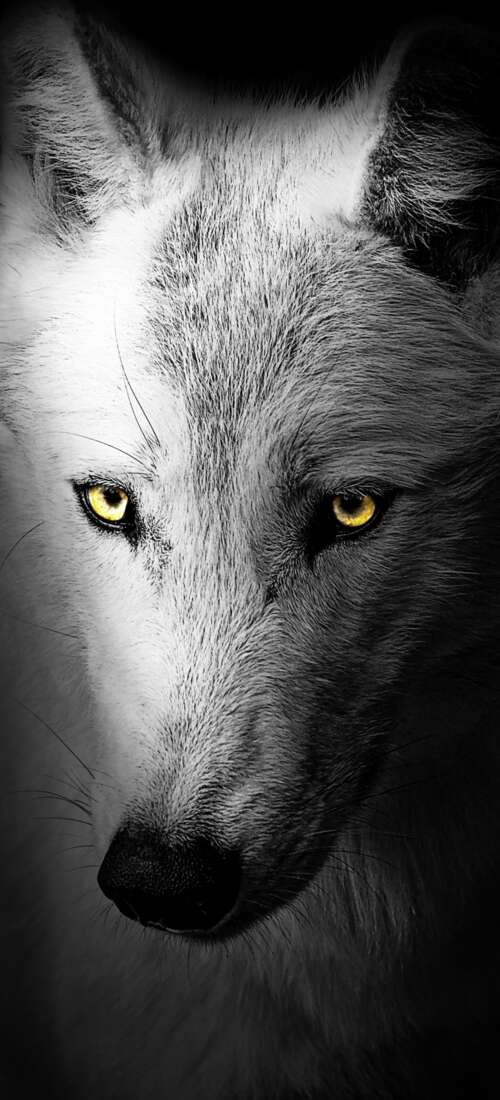 A detailed close-up of a wild wolf's face against a solid black background.