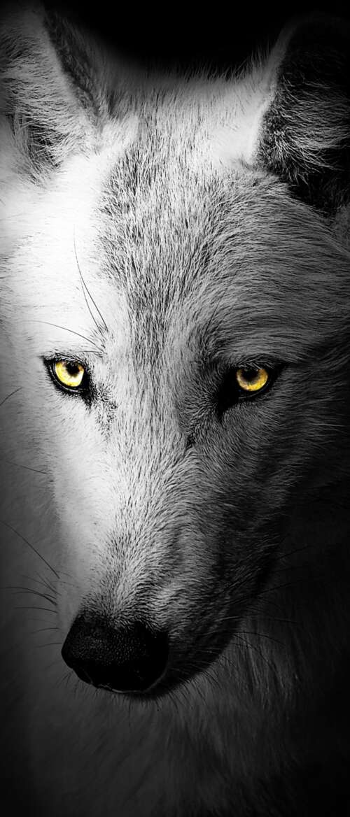 A detailed close-up of a wild wolf's face against a solid black background.