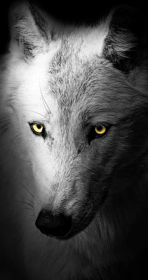 A detailed close-up of a wild wolf's face against a solid black background. Sharp Aquos C10 wallpaper