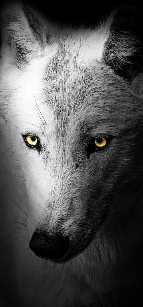 A detailed close-up of a wild wolf's face against a solid black background. Samsung Galaxy S26 Ultra hand phone wallpaper