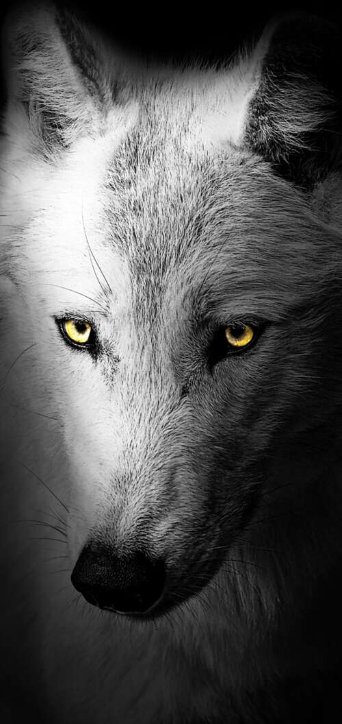 A detailed close-up of a wild wolf's face against a solid black background.