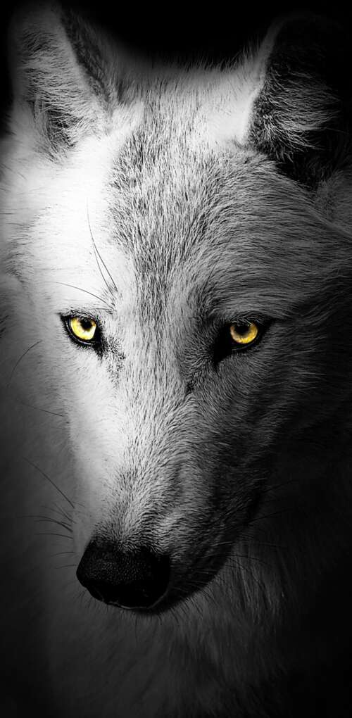 A detailed close-up of a wild wolf's face against a solid black background.