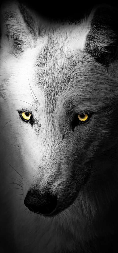 A detailed close-up of a wild wolf's face against a solid black background.