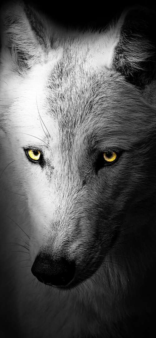 A detailed close-up of a wild wolf's face against a solid black background.