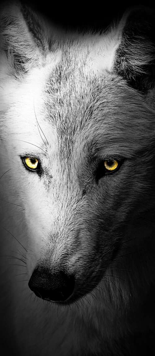 A detailed close-up of a wild wolf's face against a solid black background. Xiaomi Redmi 14C 5G mobile wallpaper