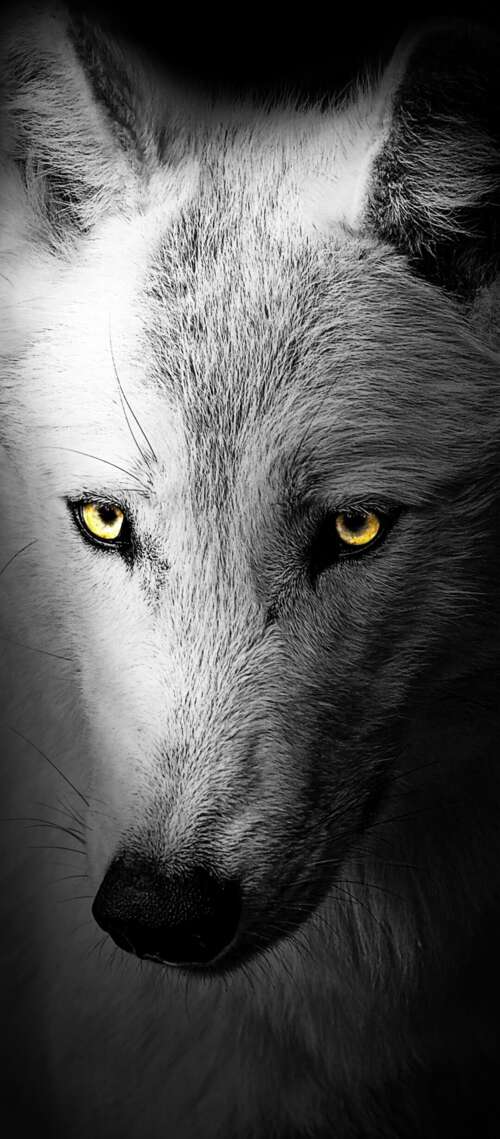 A detailed close-up of a wild wolf's face against a solid black background.
