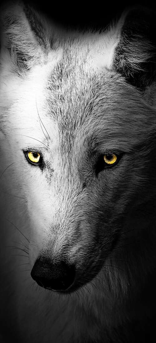 A detailed close-up of a wild wolf's face against a solid black background. Oppo A6L mobile wallpaper