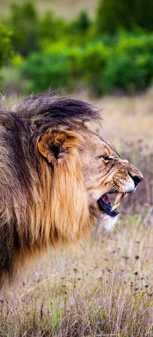 A majestic lion roaring intensely in a lush national park setting.