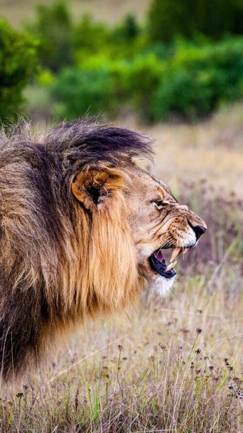 A majestic lion roaring intensely in a lush national park setting.