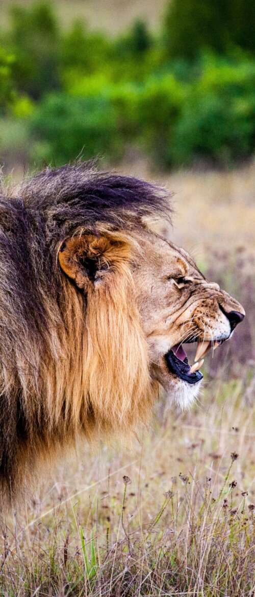 A majestic lion roaring intensely in a lush national park setting.