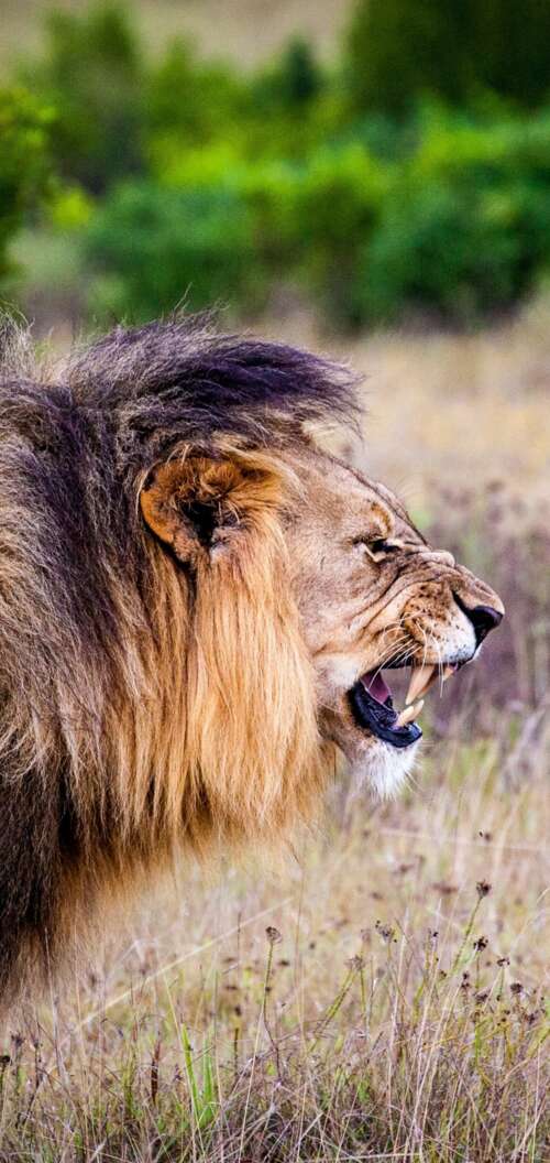 A majestic lion roaring intensely in a lush national park setting.