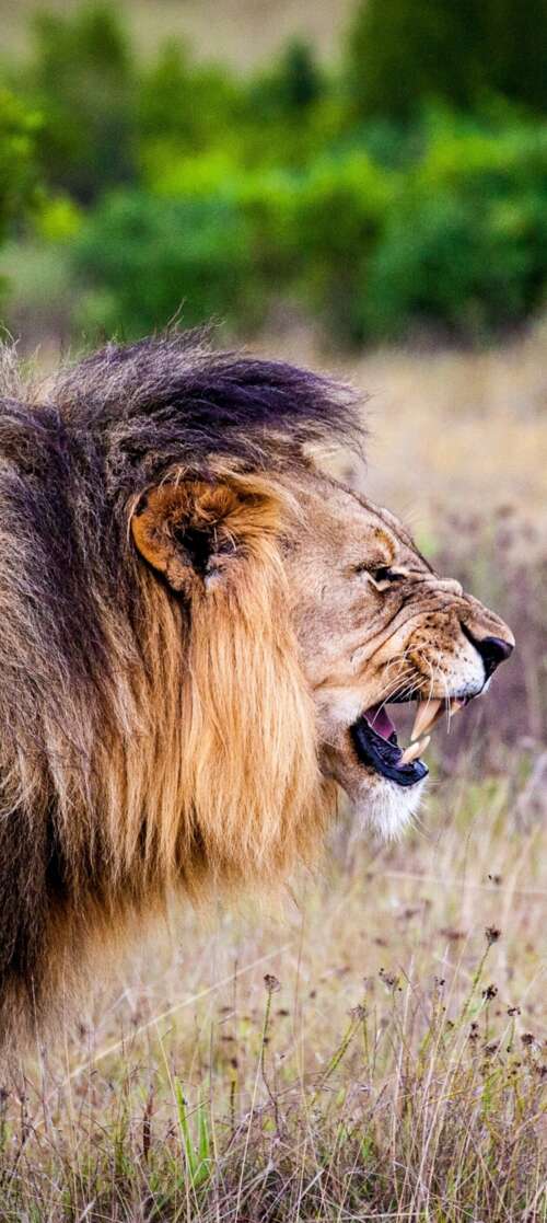 A majestic lion roaring intensely in a lush national park setting.