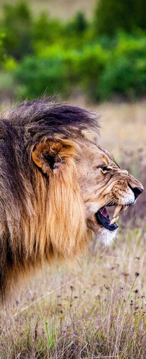 A majestic lion roaring intensely in a lush national park setting.