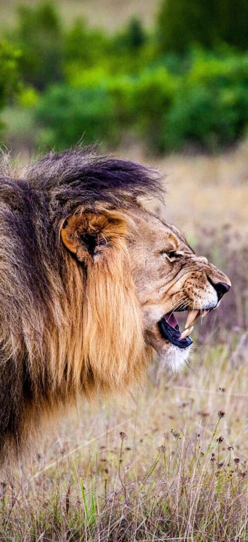 A majestic lion roaring intensely in a lush national park setting. Oppo A6L download free wallpaper for phone