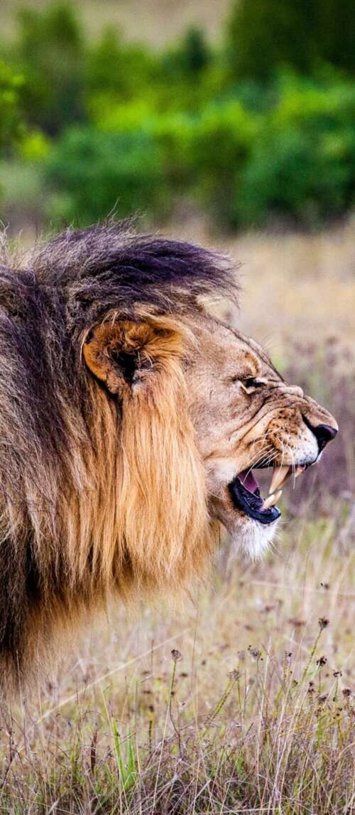A majestic lion roaring intensely in a lush national park setting. Xiaomi Redmi 14C 5G download free wallpaper for phone