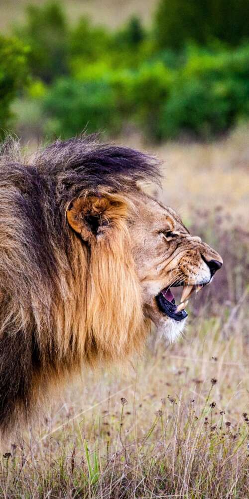 A majestic lion roaring intensely in a lush national park setting.
