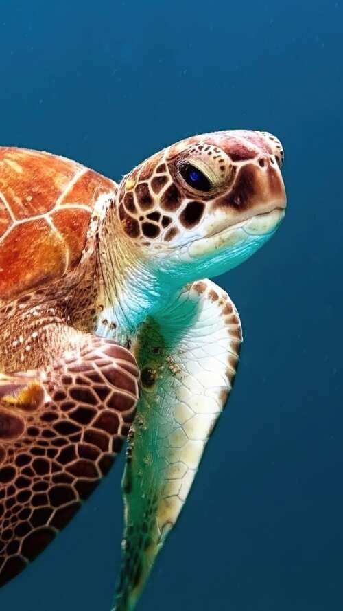 A sea turtle swimming through clear blue underwater scenery with sunlight filtering... lava Play Max download free wallpaper for phone