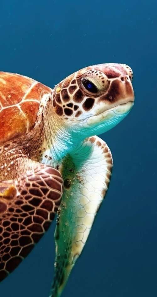 A sea turtle swimming through clear blue underwater scenery with sunlight filtering... Sharp Aquos C10 free background