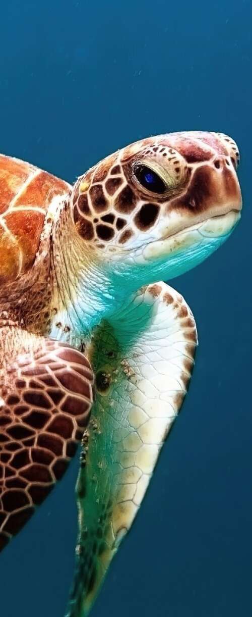 A sea turtle swimming through clear blue underwater scenery with sunlight filtering... Meizu Note 16 background images hd