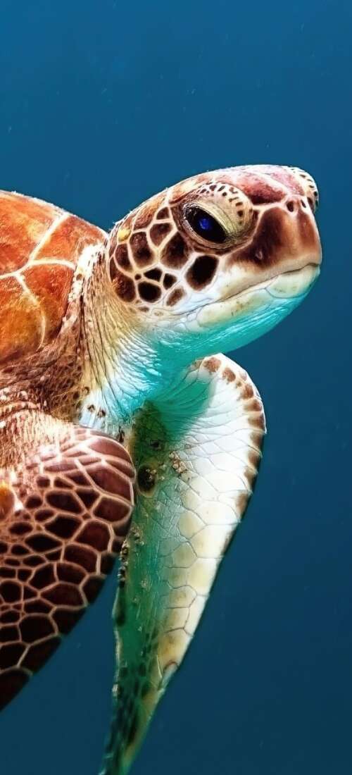 A sea turtle swimming through clear blue underwater scenery with sunlight filtering... Honor Magic8 hand phone wallpaper
