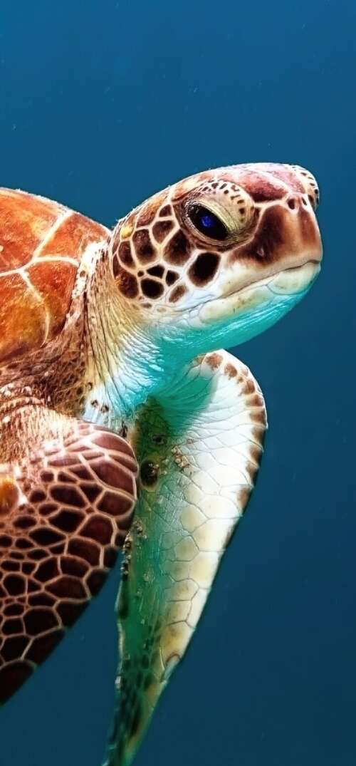 A sea turtle swimming through clear blue underwater scenery with sunlight filtering... UmiDigi Umidigi X free background