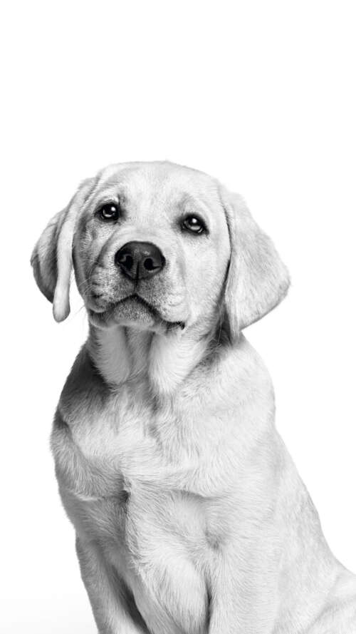 A cute Labrador puppy captured in a black and white monochrome photography style... lava Play Max hand phone wallpaper
