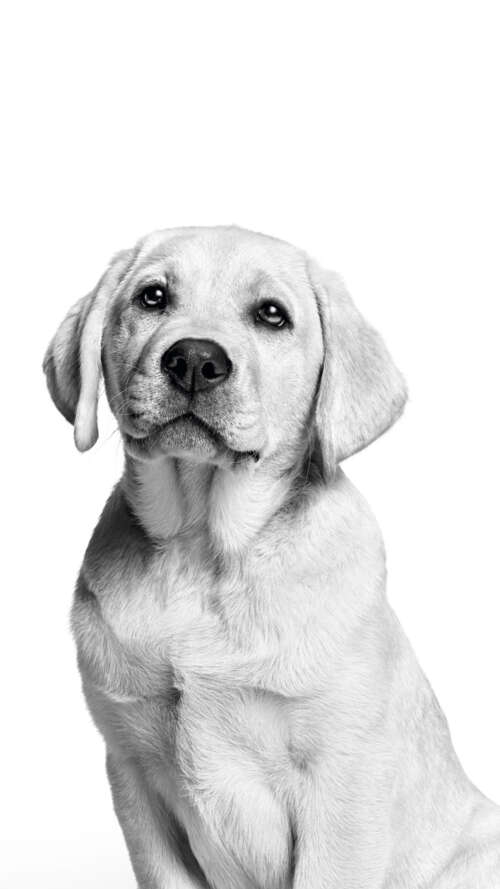 A cute Labrador puppy captured in a black and white monochrome photography style...