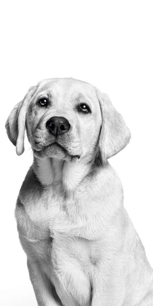A cute Labrador puppy captured in a black and white monochrome photography style...