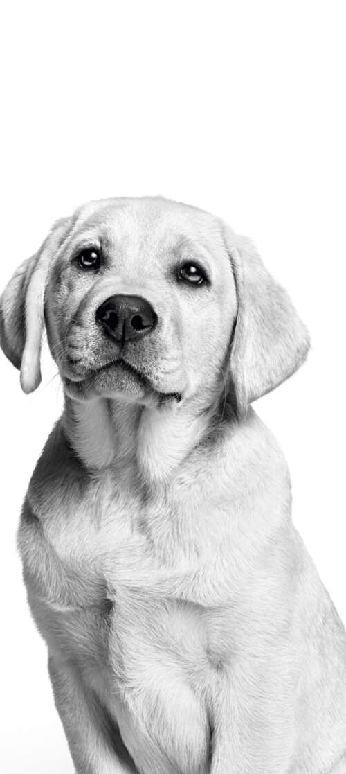 A cute Labrador puppy captured in a black and white monochrome photography style...