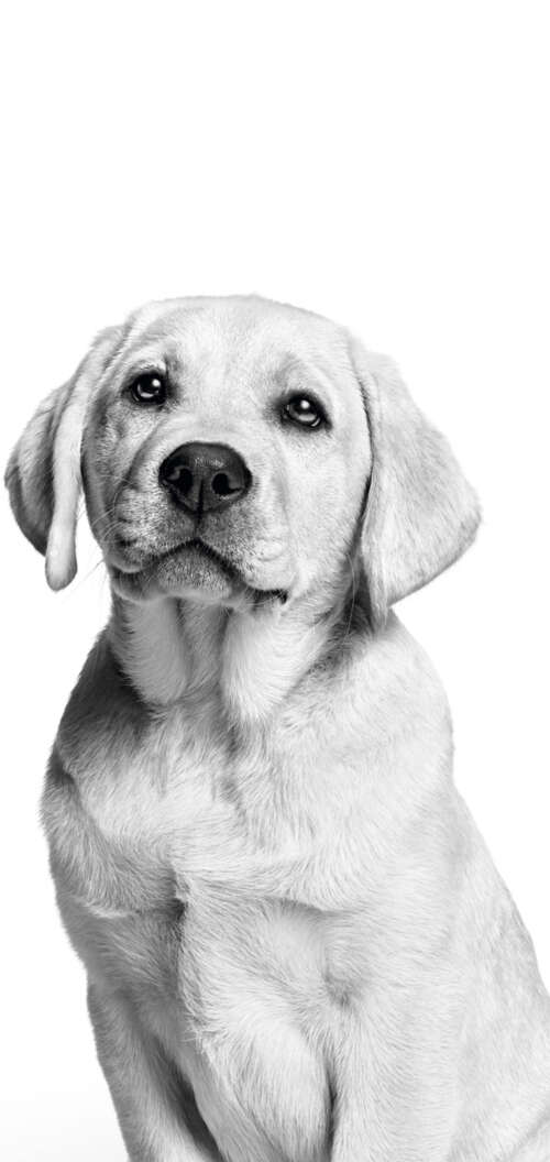 A cute Labrador puppy captured in a black and white monochrome photography style...