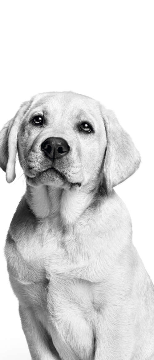 A cute Labrador puppy captured in a black and white monochrome photography style...